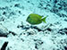 Bonaire 2013