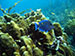 Bonaire 2013
