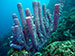 Bonaire 2013