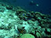 Bonaire 2013