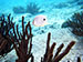 Bonaire 2013