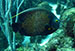 Bonaire 2013