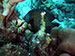 Bonaire 2013