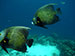 Bonaire 2013
