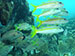 Bonaire 2013