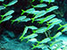 Bonaire 2013