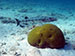 Bonaire 2013