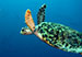 Bonaire 2013