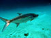 Bonaire 2013