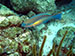 Bonaire 2013