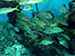Bonaire 2013