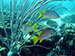 Bonaire 2013