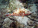 Bonaire 2013