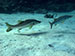 Bonaire 2013