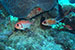 Bonaire 2013