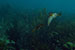 Bonaire 2013