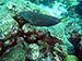 Bonaire 2013