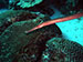 Bonaire 2013