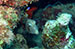Bonaire 2013