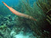Bonaire 2013