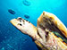 Bonaire 2013