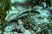 Bonaire 2013