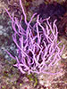Cozumel 2013