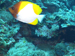 Palau 2010