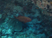 Palau 2010
