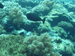 Palau 2010