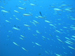 Palau 2010