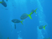 Palau 2010