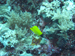 Palau 2010