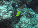 Palau 2010