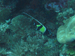Palau 2010