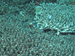 Palau 2010