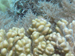 Palau 2010