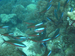 Palau 2010
