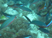 Palau 2010