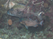 Palau 2010