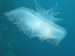 Palau 2010