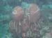 Palau 2010