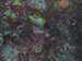 Palau 2010