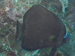 Palau 2010