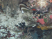 Palau 2010