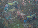 Palau 2010