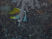 Palau 2010