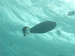 Palau 2010