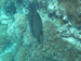 Palau 2010
