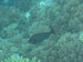 Palau 2010
